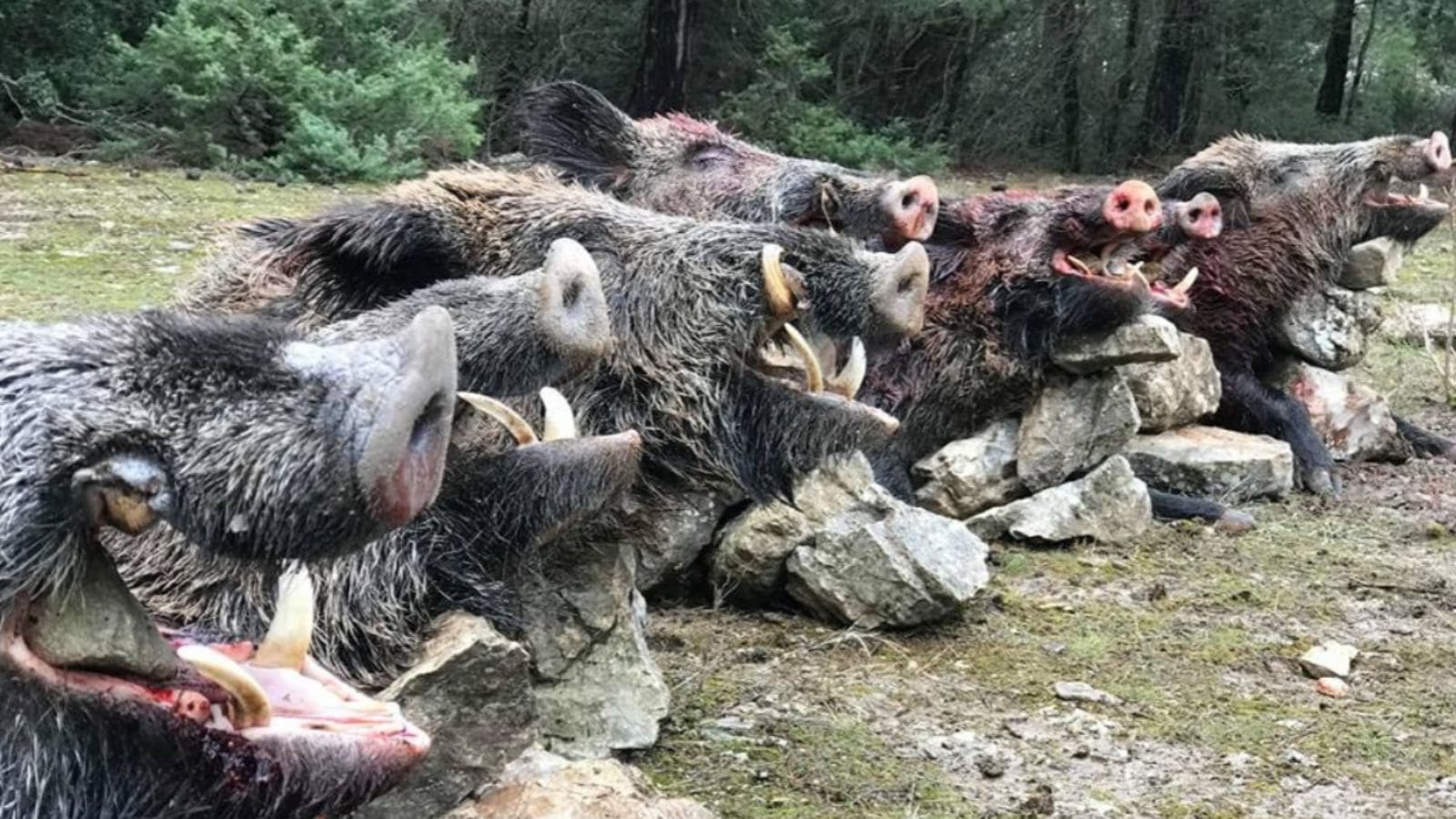 Skærmbillede 2024 09 25 134731