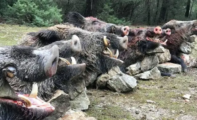 Skærmbillede 2024 09 25 134731