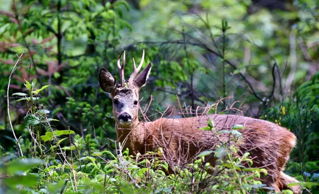 Roe Deer 4227882 1920