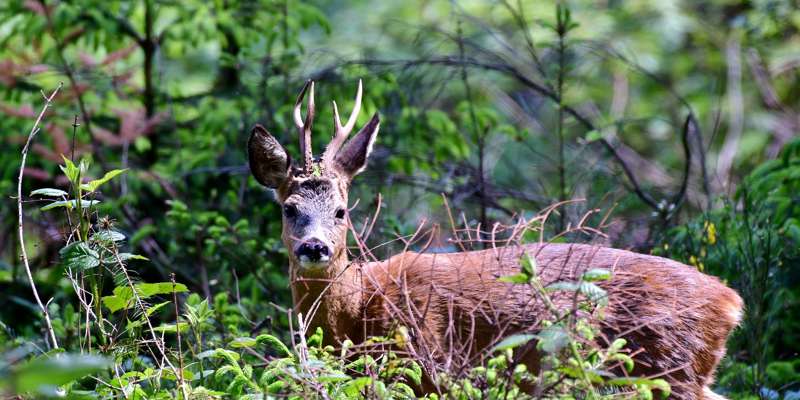 Roe Deer 4227882 1920
