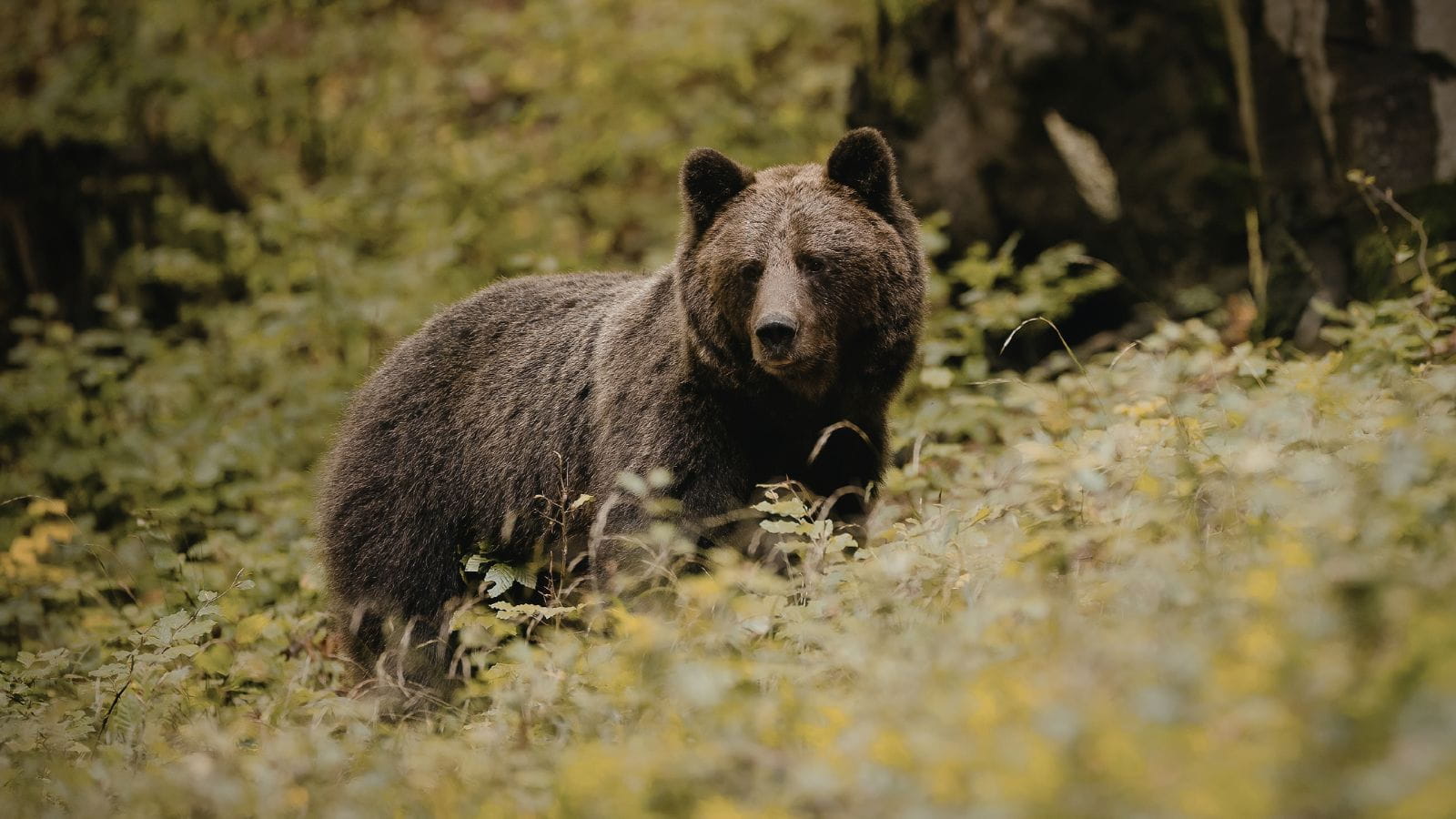 Kopi Af Hjemmeside Og PDF Format 169 (20) (1)