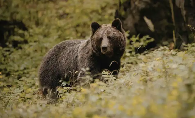 Kopi Af Hjemmeside Og PDF Format 169 (20) (1)