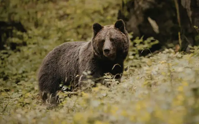 Brun bjørn