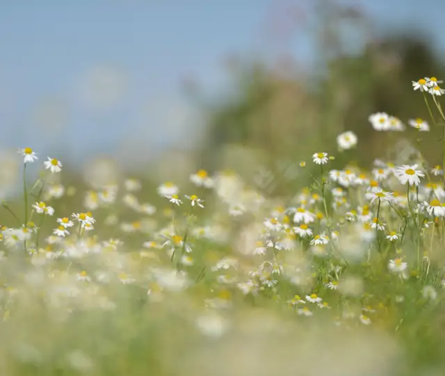 Bukkejagts Billeder Til SOME (17)