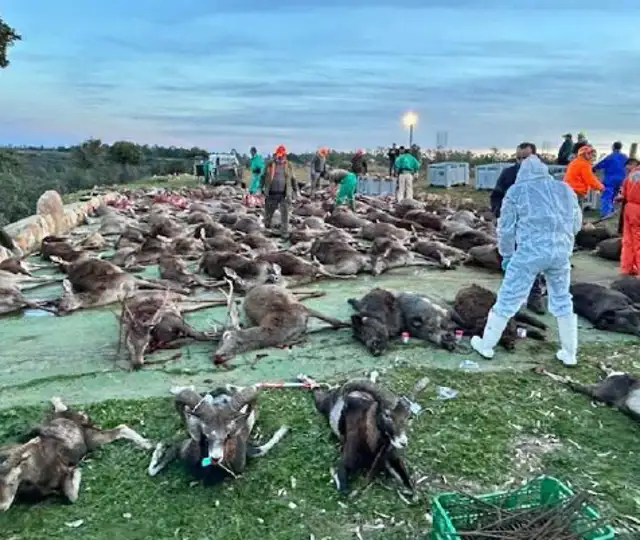 Skærmbillede 2024 09 25 123353