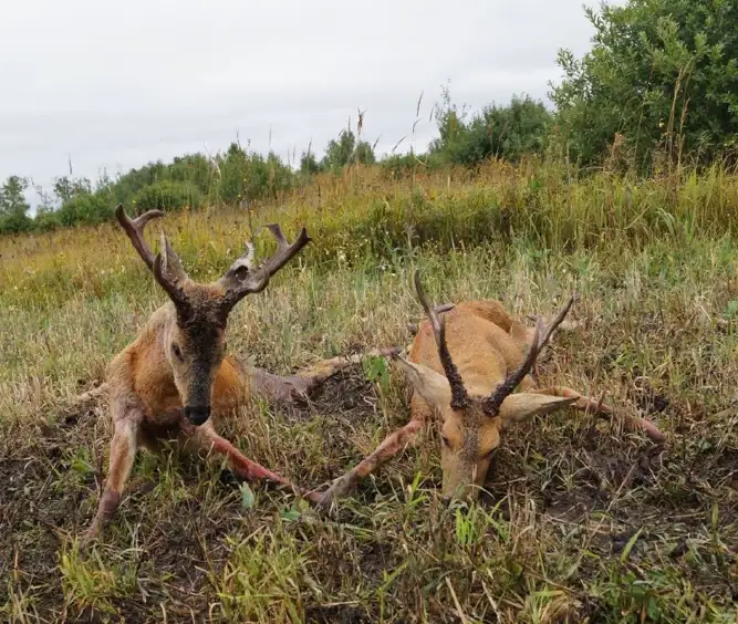 Skærmbillede 2023 10 23 170530