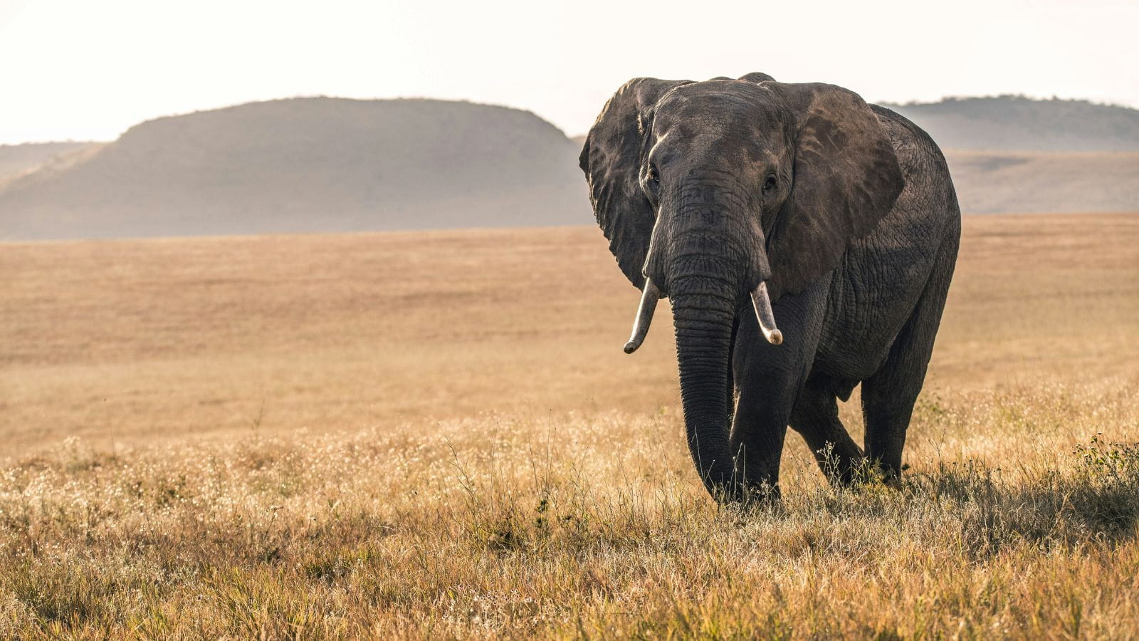 Kopi Af Hjemmeside Og PDF Format 169 (17) (1)