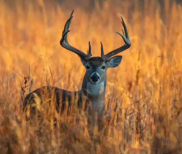 Kopi Af Hjemmeside Og PDF Format 169 (1) Min