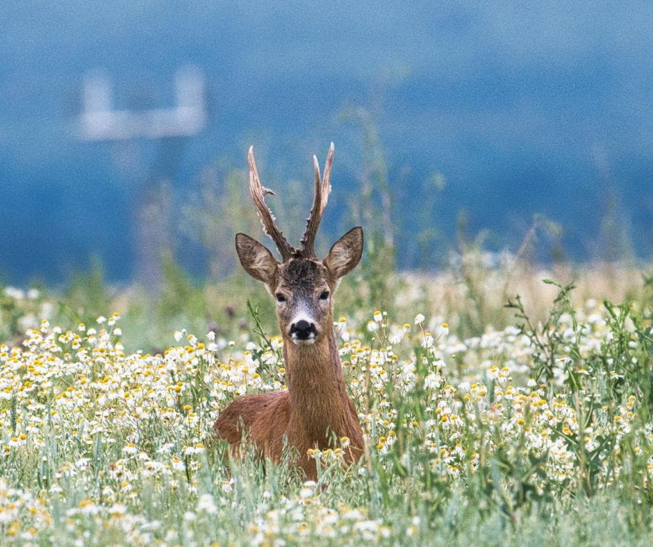 Bukkejagts Billeder Til SOME (1)