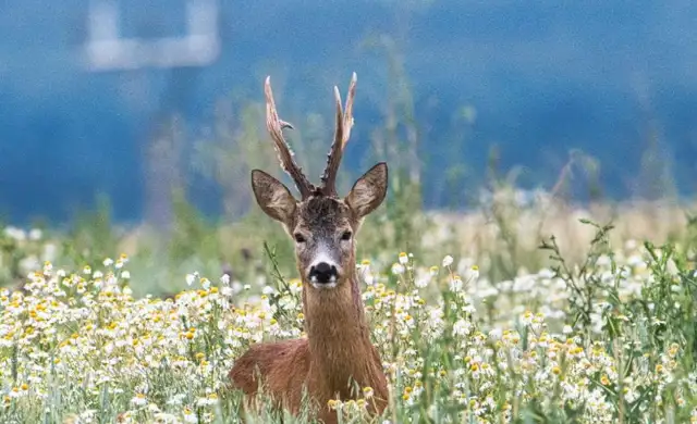 Bukkejagts Billeder Til SOME (1)