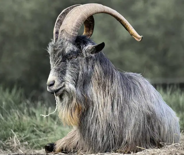 Irish Goat 7429437 1280