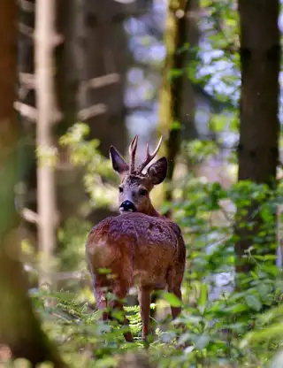 Roebuck G034a33565 1920