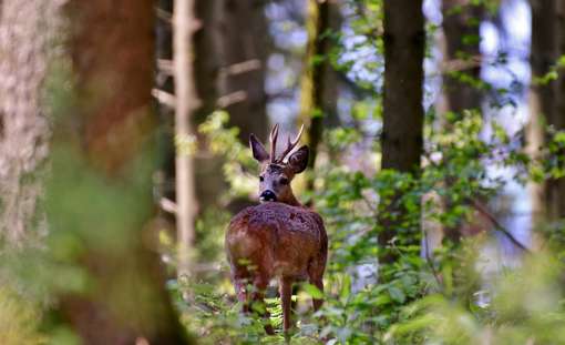 Roebuck G034a33565 1920