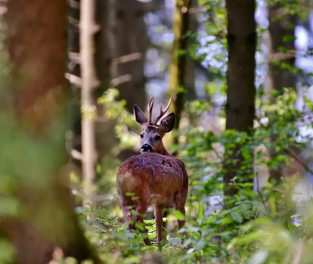 Roebuck G034a33565 1920