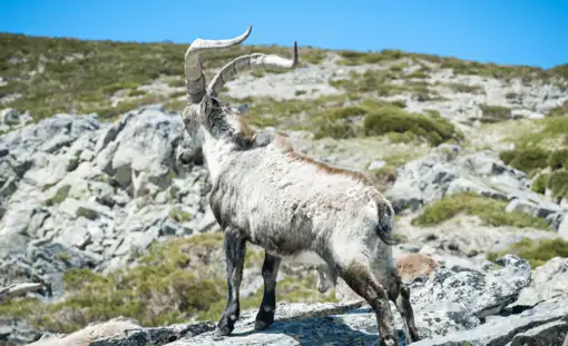 Gredos ibex
