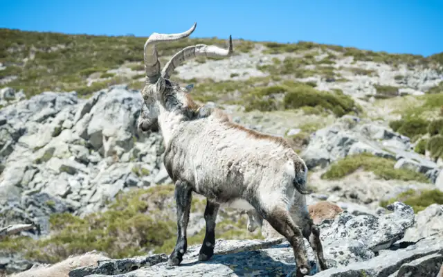 Gredos ibex