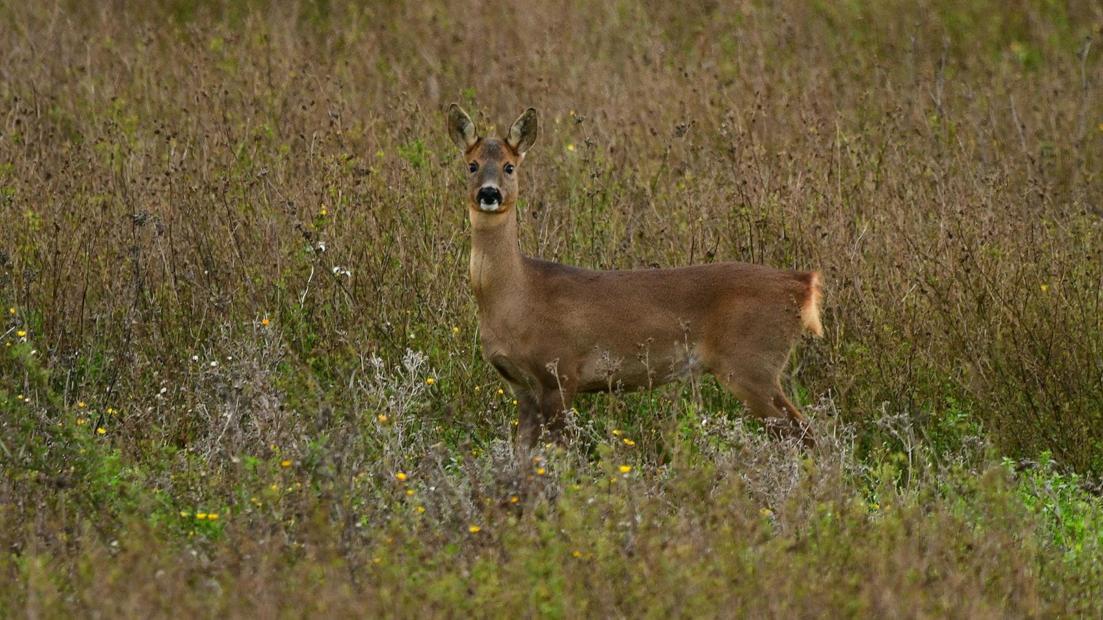 Kopi Af Hjemmeside Og PDF Format 169 (5) (1)