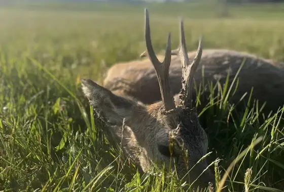 372814816 1056088635690621 7871183734821383571 N