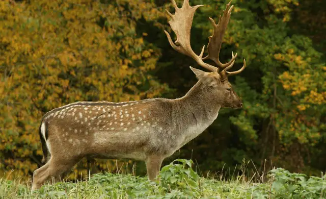 Billeder Hjemmeside (1) Min