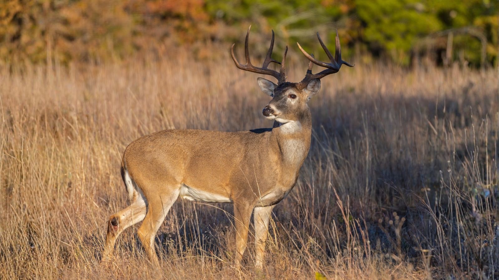 White-tailed deer