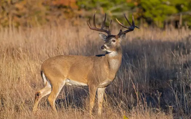 White-tailed deer