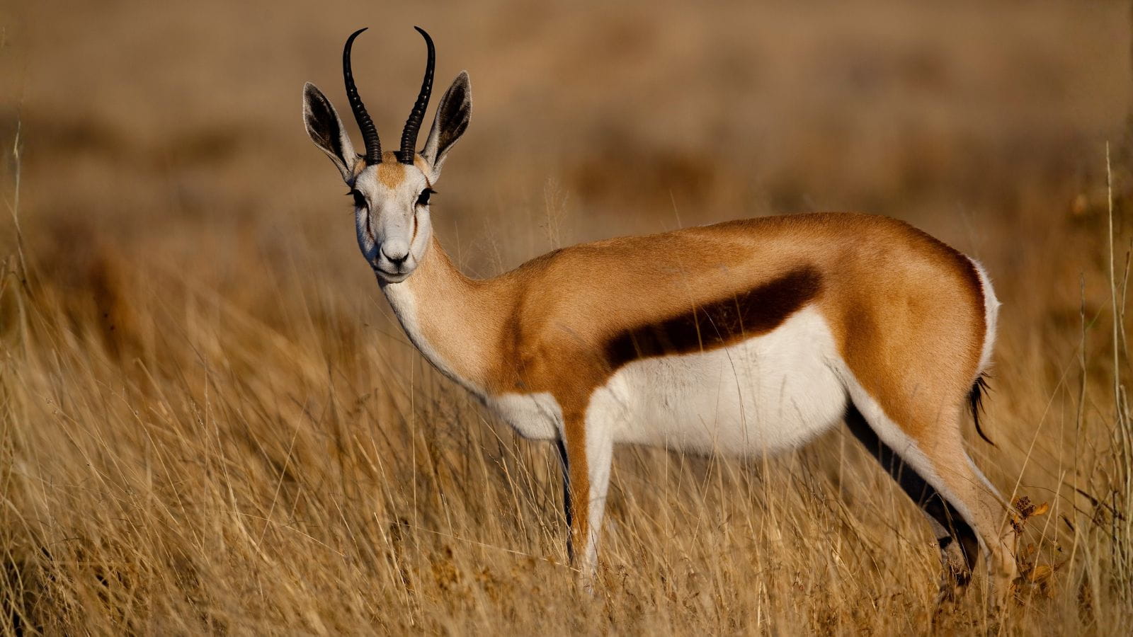 Kopi Af Hjemmeside Og Pdf Format 169 21 1