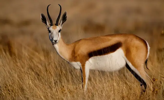 Kopi Af Hjemmeside Og Pdf Format 169 21 1