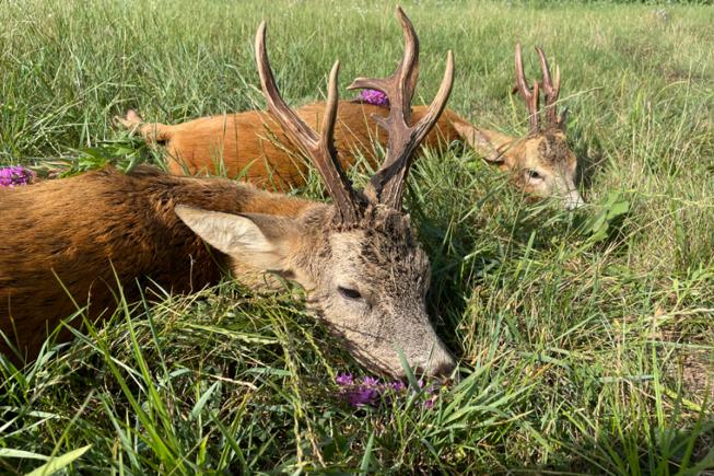 A5F279AE E7A2 4290 AA80 11644DD97F84