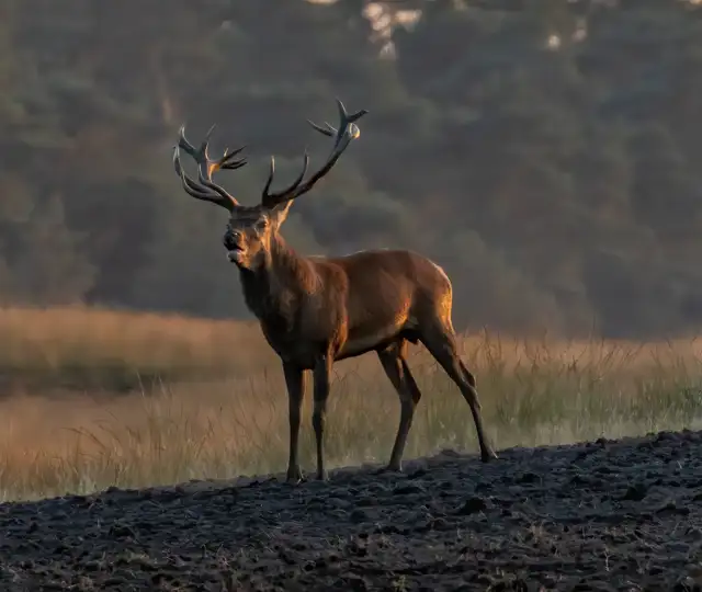 Red Deer 5593107 1920