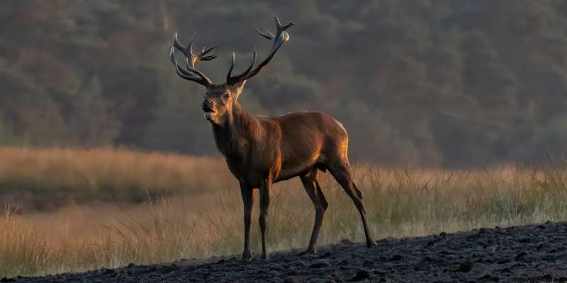 Red Deer 5593107 1920