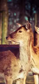 Deer 1229150 1280