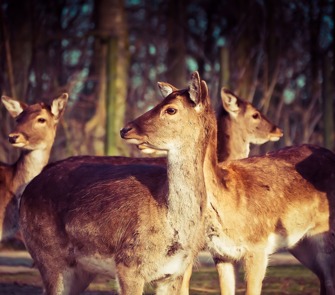 Deer 1229150 1280