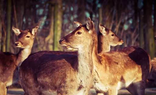 Deer 1229150 1280
