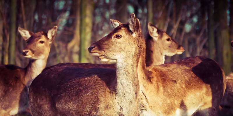 Deer 1229150 1280