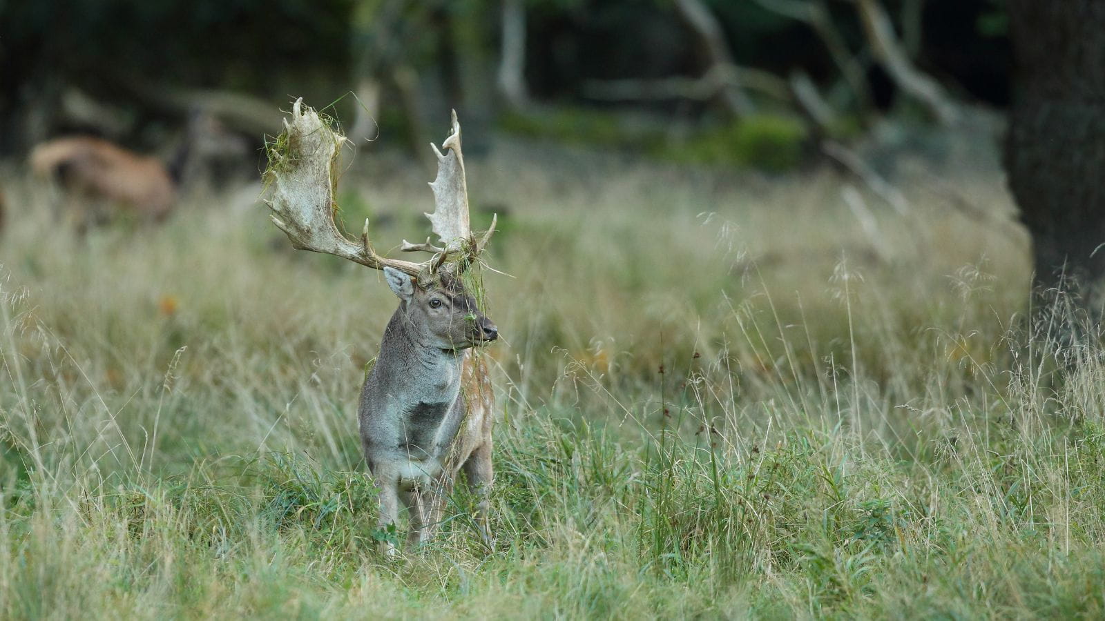 Kopi Af Hjemmeside Og PDF Format 169 (18) (1)