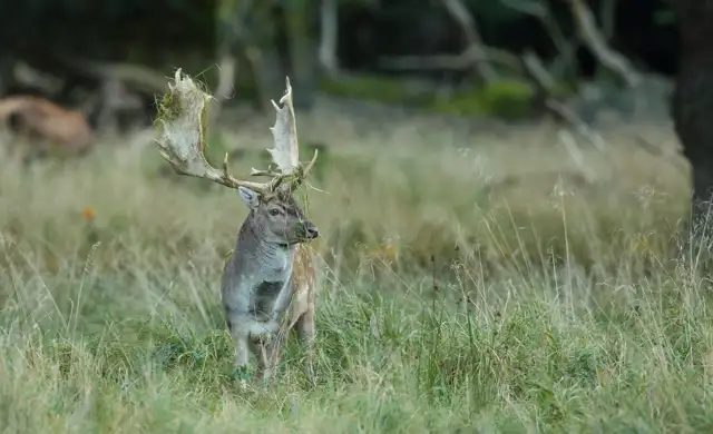 Kopi Af Hjemmeside Og PDF Format 169 (18) (1)