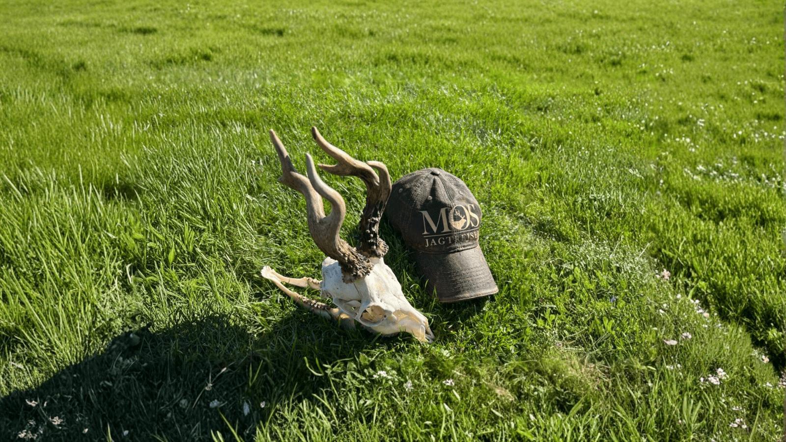 Book din bukkejagt i Polen 2026 – de første revirer er klar!