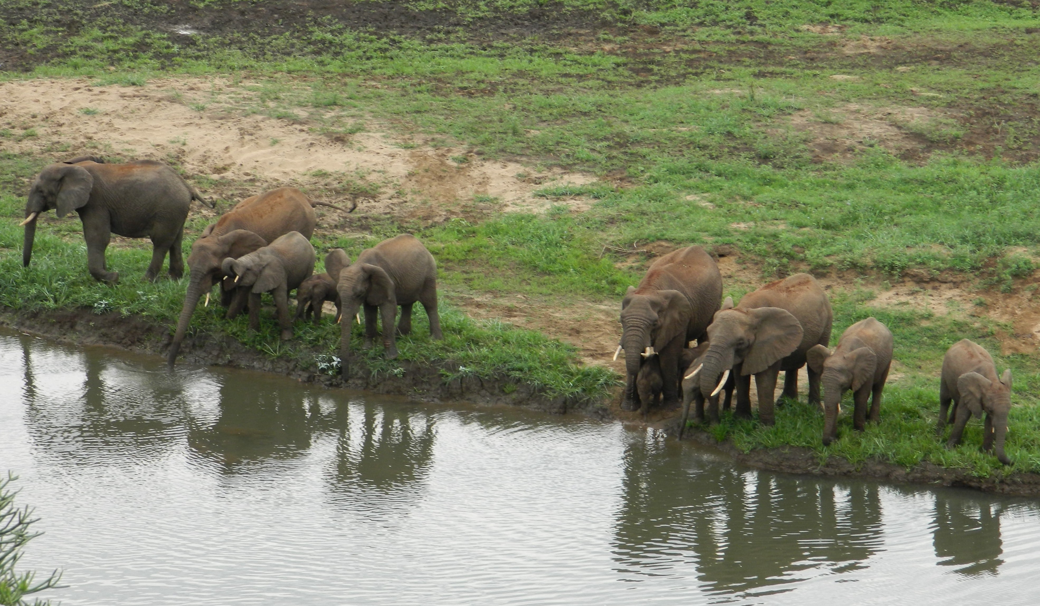 Elephant From Room Deck Min