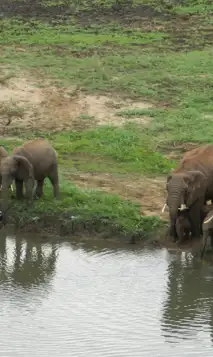 Elephant From Room Deck Min