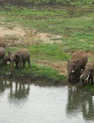 Elephant From Room Deck Min