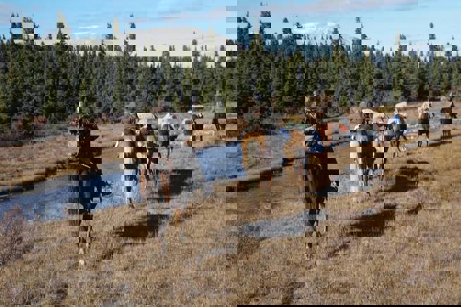 43950289 2129272404067109 1344747366955089920 N