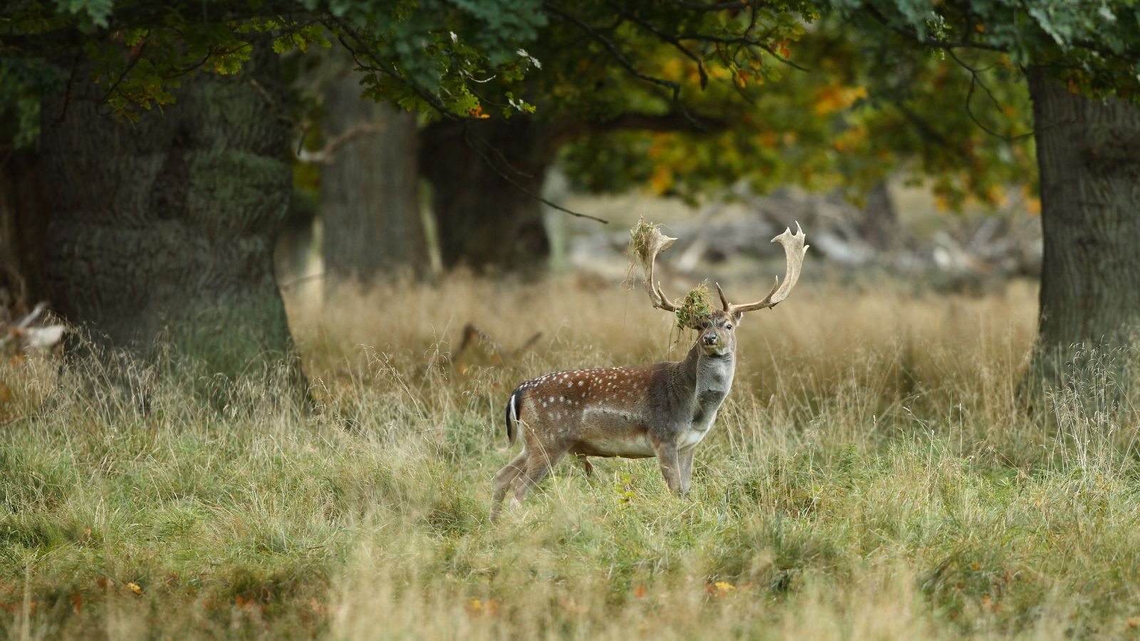 Kopi Af Hjemmeside Og PDF Format 169 (19)