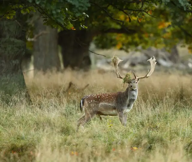 Kopi Af Hjemmeside Og PDF Format 169 (19)