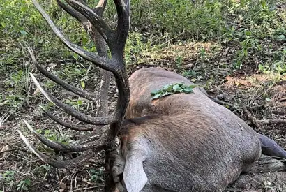 384201854 1078947726738045 3456185961616407407 N