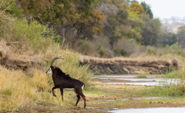 Sable Print1638608511008