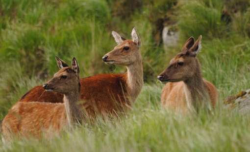 Deer 1206898 1280