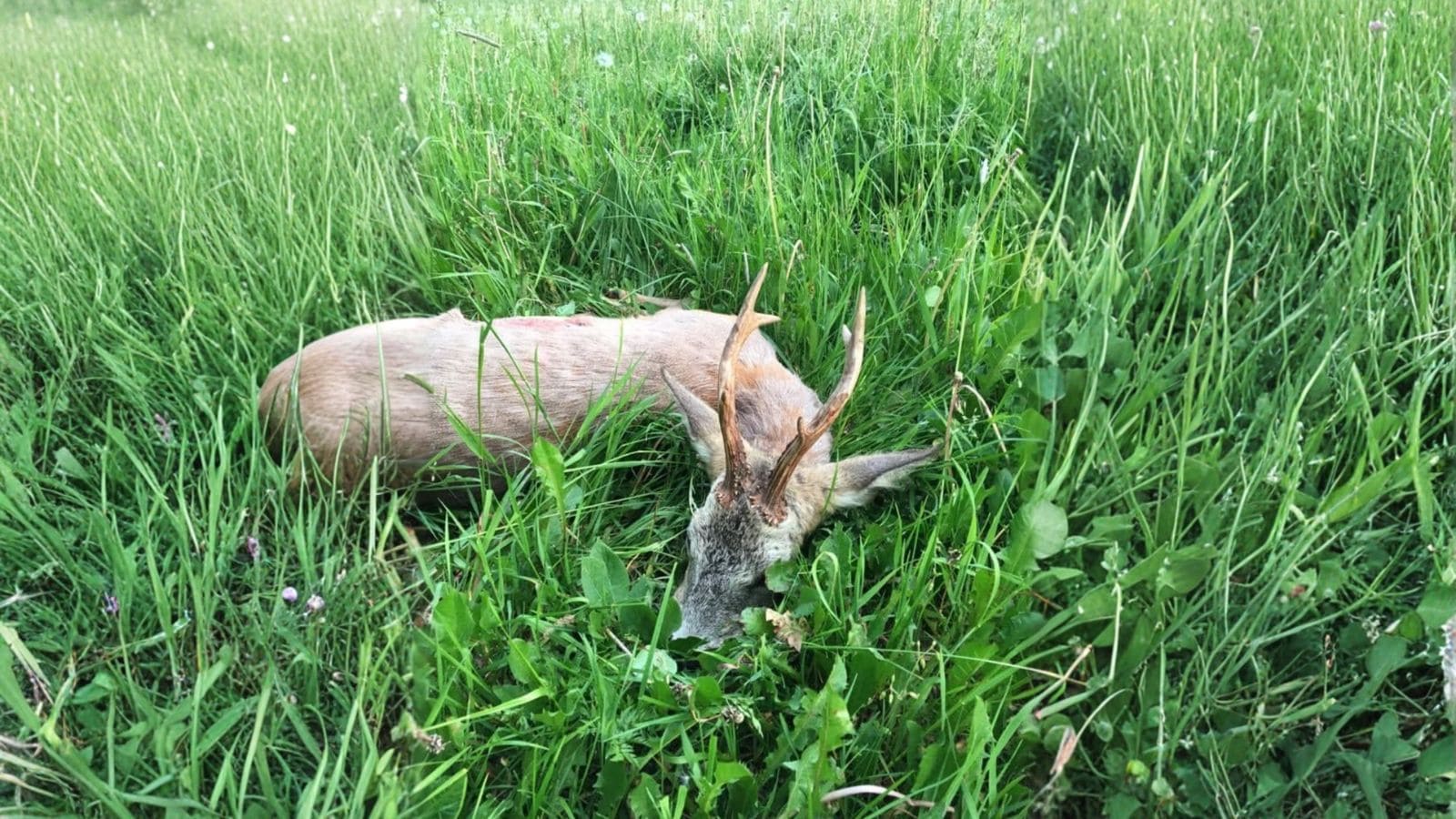 Skærmbillede 2022 07 19 Kl. 08.50.53