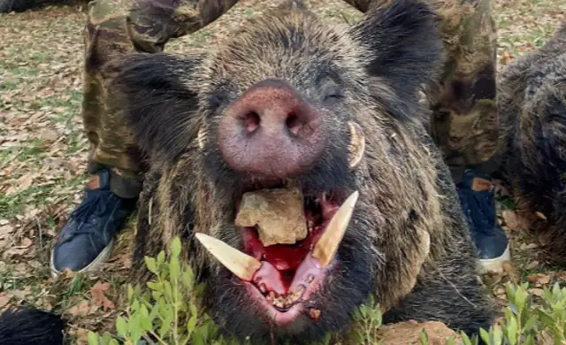 Skærmbillede 2024 09 25 135249