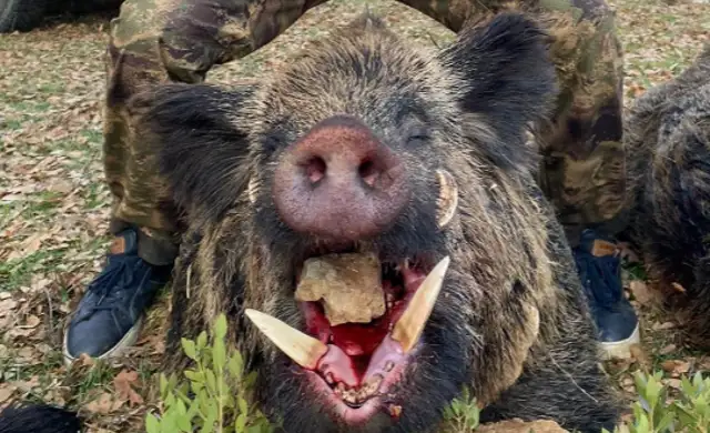 Skærmbillede 2024 09 25 135249