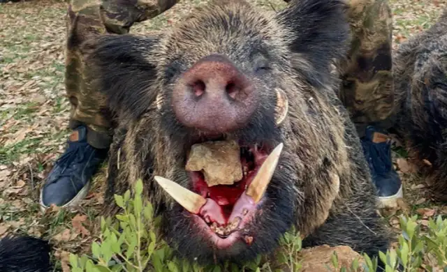 Skærmbillede 2024 09 25 135249